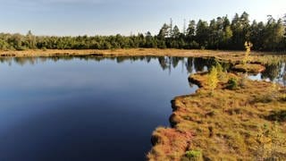 Die Moore am Kaltenbronn sollen gerettet werden: gegen den Klimawandel 