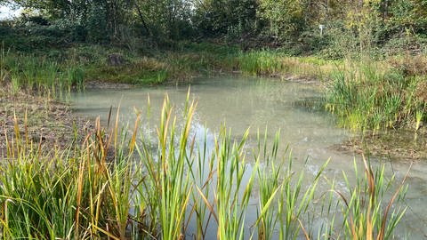 Erste Erfolge für Projekt in Baden-Württemberg: Nach der Sanierung eines Tümpels im Enzkreis tummeln sich wieder gefährdete Arten von Amphibien im Gewässer