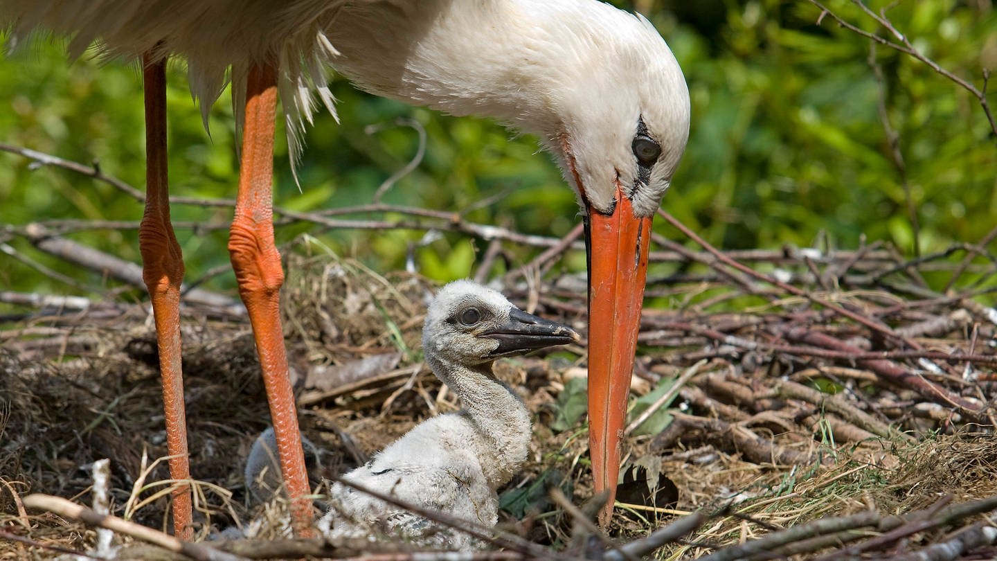 Ein Storch mit einem Jungtier in einem Nest. Wegen des Dauerregens ist das Leben vieler Jungstörche gefährdet.