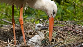 Ein Storch mit einem Jungtier in einem Nest. Wegen des Dauerregens ist das Leben vieler Jungstörche gefährdet.