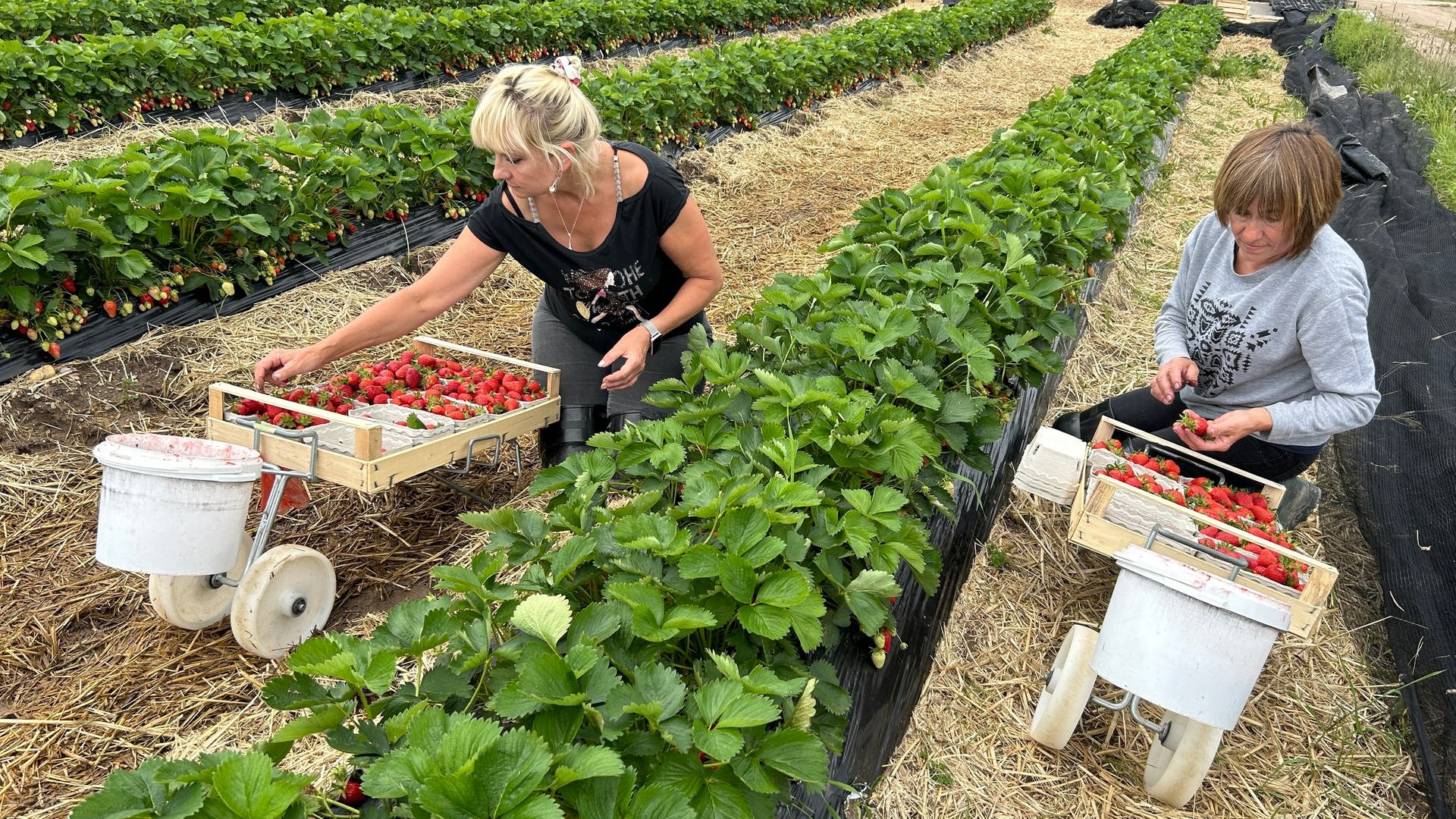 Luxusgut Erdbeere - lohnt sich der Anbau bei Bruchsal?