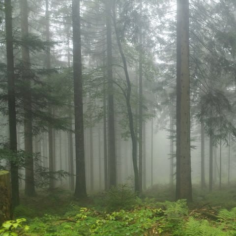 Nationalpark Schwarzwald von Nebel durchzogen