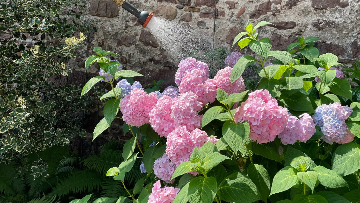 Höchst Willkommen bei Trockenheit: Die tägliche Wasserdusche für blühende Hortensien am Lauerturm in Ettlingen