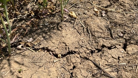 Trockene Felder bei Ubstadt-Weiher