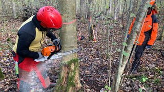 Ohne "Brennholzführerschein" darf keiner mit der Motorsäge in den Wald