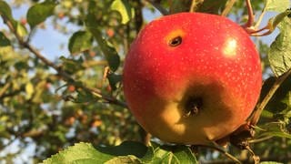 Saftige Äpfel von den Streuobstwiesen in der Region. 