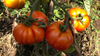 Reife Tomaten am Strauch
