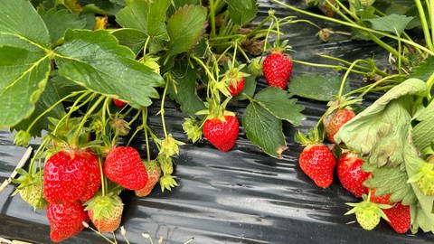 Erdbeerpflanze mit reifen Früchten. Erdbeeren aus der Region Karlsruhe sind beliebt bei den Kunden. Obwohl der Preis höher ist als im Supermarkt.