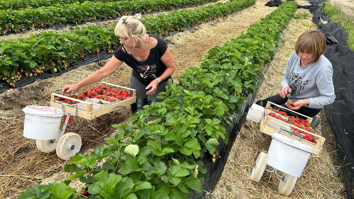 Erdbeerernte auf dem Böserhof bei Bruchsal. Frauen im Erdbeer-Feld mit Kisten voller Früchte.