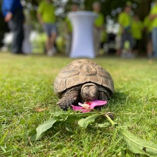 Die Schildkröte Gretel aus Karlsruhe feiert 100. Geburtstag