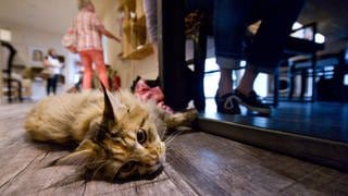 Katzencafé in Karlsruhe kann Beschäftigte nicht bezahlen