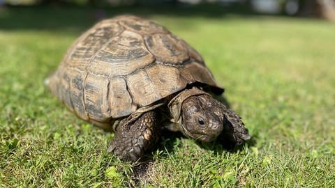 Die Schildkröte Gretel aus Karlsruhe feiert 100. Geburtstag