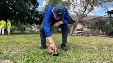 Die Schildkröte Gretel aus Karlsruhe feiert 100. Geburtstag