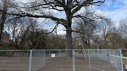 Ein Zaun um diese Eiche sorgt für reichlich Ärger bei Hundefreunden in der Karlsruher Günther-Klotz-Anlage.