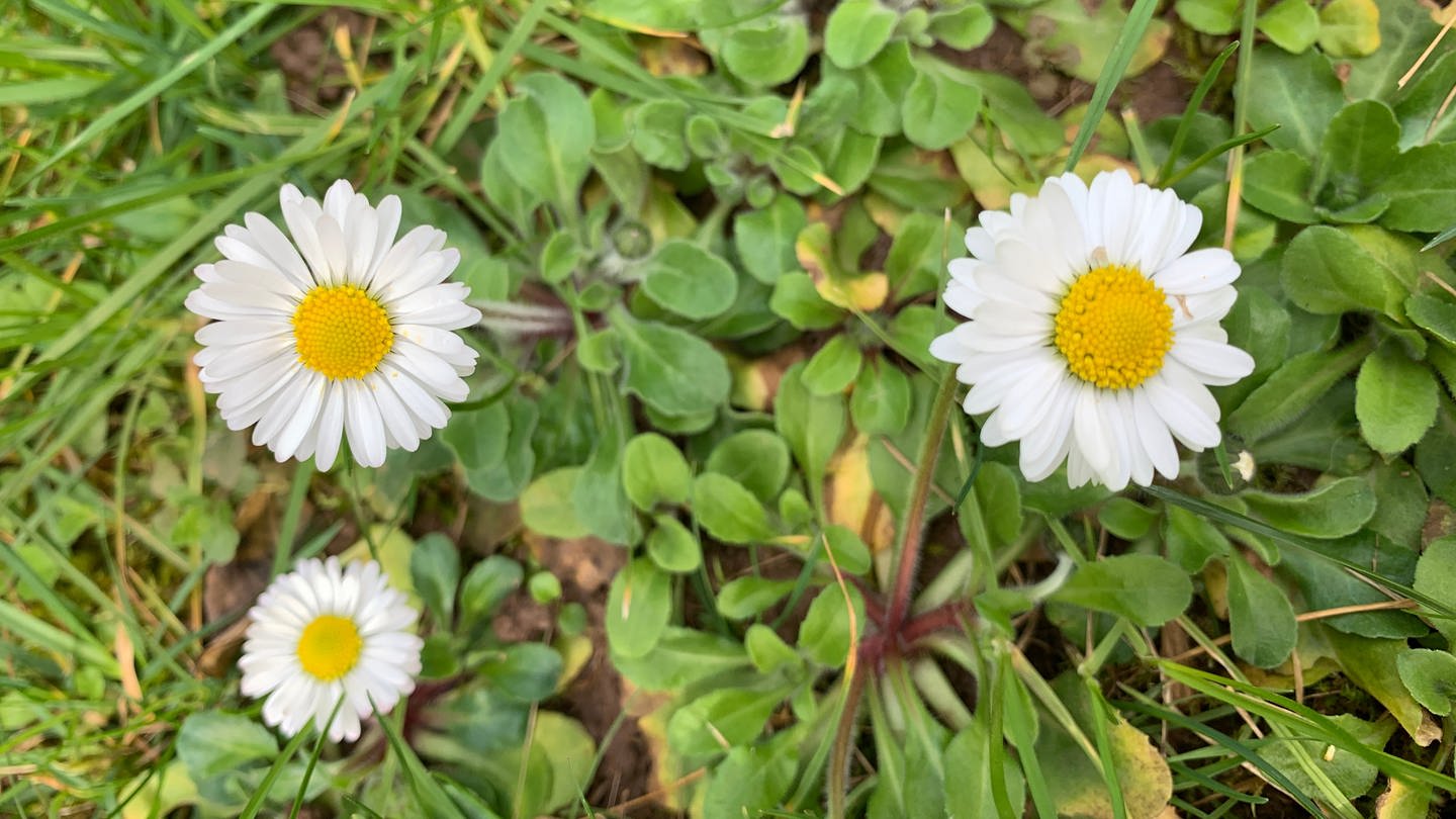 Gänseblümchen