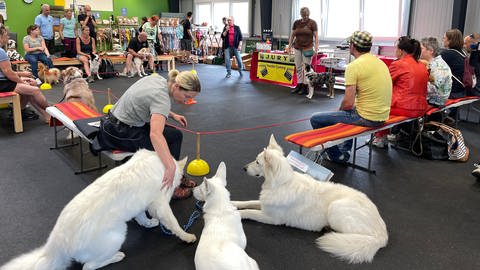Filmhund-Casting in Baden-Baden, rund 20 Bewerber sitzen um die kleine Casting-Arena im Hundezentrum
