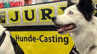 Filmhund-Casting in Baden-Baden