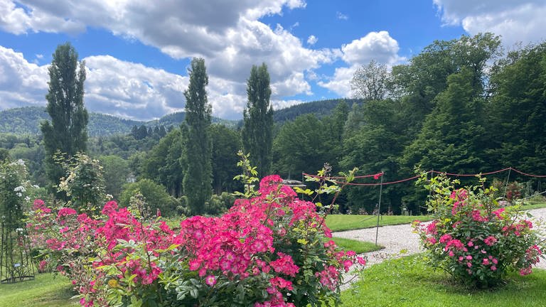 Der Rosenneuheitengarten auf dem Beutig in Baden-Baden in voller Blüte