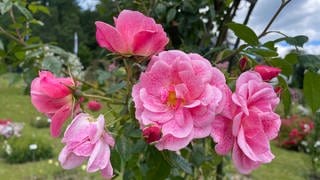Die Blüte von Rosen im Rosenneuheitengarten von Baden-Baden auf dem Beutig