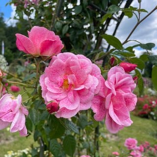 Die Blüte von Rosen im Rosenneuheitengarten von Baden-Baden auf dem Beutig