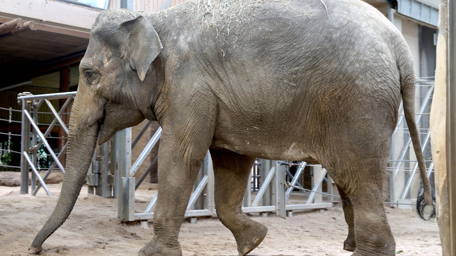Zoo Karlsruhe: Elefant Indra im neuen Zuhause angekommen