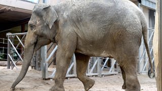 Der neue Elefant Indra läuft in ihr neues Zuhause im Zoo Karlsruhe.