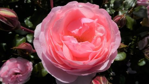 Gewinnerrose beim Rosenneuheitenwettbewerb: Rosa Blüte der Rose "Darling"