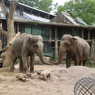 Neue Elefanten-WG: Elefantenkuh Indra wird mit Mutter Saida und Freundin Jenny im Zoo Karlsruhe zusammengeführt.