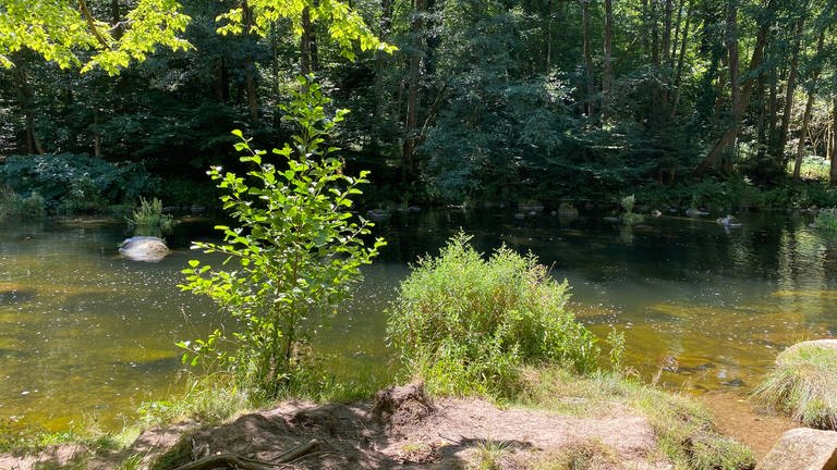 Die Murg fließt durch den Wald bei Forbach, das Wasser glitzert in der Sonne  - bei SWR1 Baden-Württemberg findet ihr die schönsten Tipps, wo im Land ihr baden und schwimmen gehen könnt: Badestellen, Flussbaden, Baggerseen, idyllische Badeplätze.