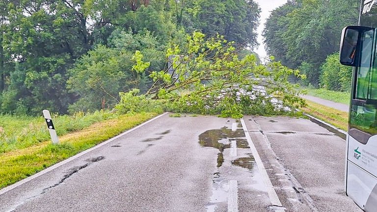 Ein umgestürzter Baum nach einem Unwetter in Rastatt