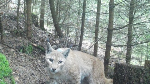 Eine Aufnhame von Luchs Finja von einer Wildtierkamera im Nordschwarzwald aus dem Mai 2024.