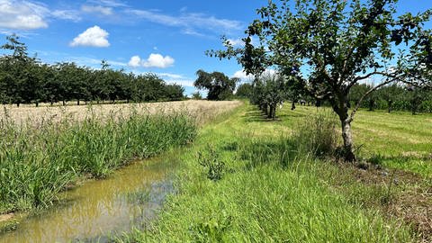 Eine große Wasserlache steht neben den Zwetschgenbäumen des Obsthofs Höß in Ottersweier (Kreis Rastatt). Die Zwetschgen müssen schnell geerntet werden. 