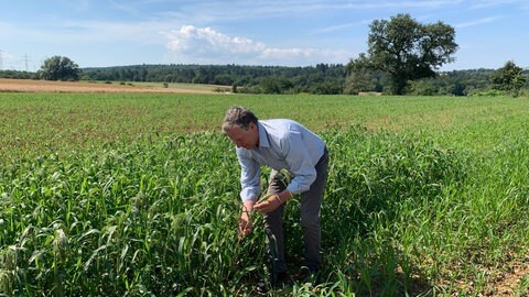 Im Enzkreis setzen immer mehr Landwirte in Zeiten des Klimawandels auf die alte Kulturpflanze Hirse. Thomas Blanc aus Kleinvillars ist einer der Pioniere.