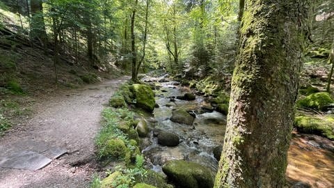 Abkühlung im Sommer: Ein schattiges Tal an den Geroldsauer Wasserfällen bei Baden-Baden.