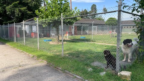 In einer Hundepension am Baden-Airpark gibt es einen Auslauf für die Tiere.