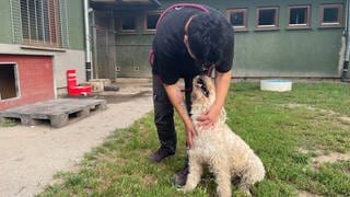 Mehrere Hunde stehen in ihrem Auslauf in einer Hundepension am Baden Airpark. Hier herrscht in den Sommerferien Hochbetrieb.