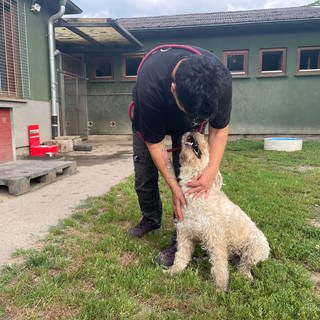 Mehrere Hunde stehen in ihrem Auslauf in einer Hundepension am Baden Airpark. Hier herrscht in den Sommerferien Hochbetrieb.