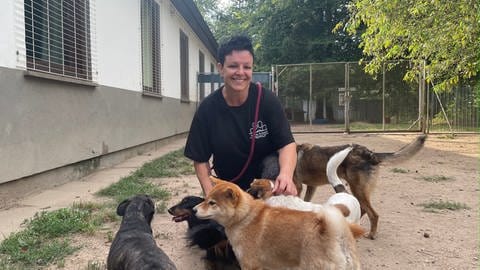 Mehrere Hunde stehen in ihrem Auslauf in einer Hundepension am Baden-Airpark. Hier herrscht in den Sommerferien Hochbetrieb.