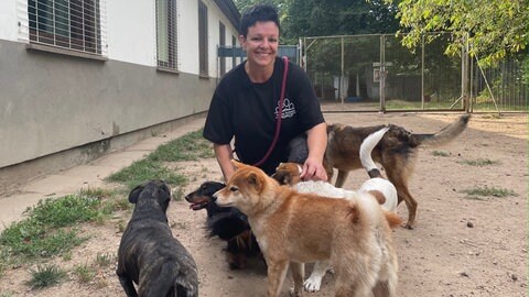 Mehrere Hunde stehen in ihrem Auslauf in einer Hundepension am Baden-Airpark. Hier herrscht in den Sommerferien Hochbetrieb.