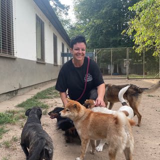 Mehrere Hunde stehen in ihrem Auslauf in einer Hundepension am Baden-Airpark. Hier herrscht in den Sommerferien Hochbetrieb.