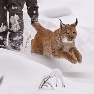 Luchskatze Finja rennt nach dem Öffnen der Transportbox in den verschneiten Schwarzwald. Sie wurde im Nordschwarzwald ausgewildert, um die Luchspopulation wieder aufzubauen.