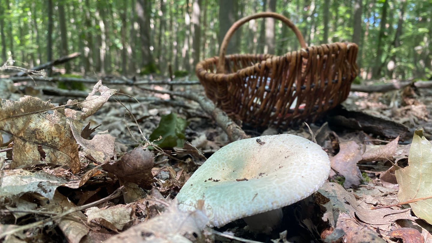 Ein grüngefelderter Täubling steht im Waldboden vor einem Korb zum Pilze sammlen. Die Pilzsaison ist in Karlsruhe in diesem Jahr besonders früh gestatet. Viele Sammler locken die Pilze mit dem Korb in den Wald.