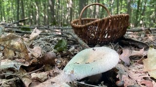 Ein grüngefelderter Täubling steht im Waldboden vor einem Korb zum Pilze sammlen. Die Pilzsaison ist in Karlsruhe in diesem Jahr besonders früh gestatet. Viele Sammler locken die Pilze mit dem Korb in den Wald. 