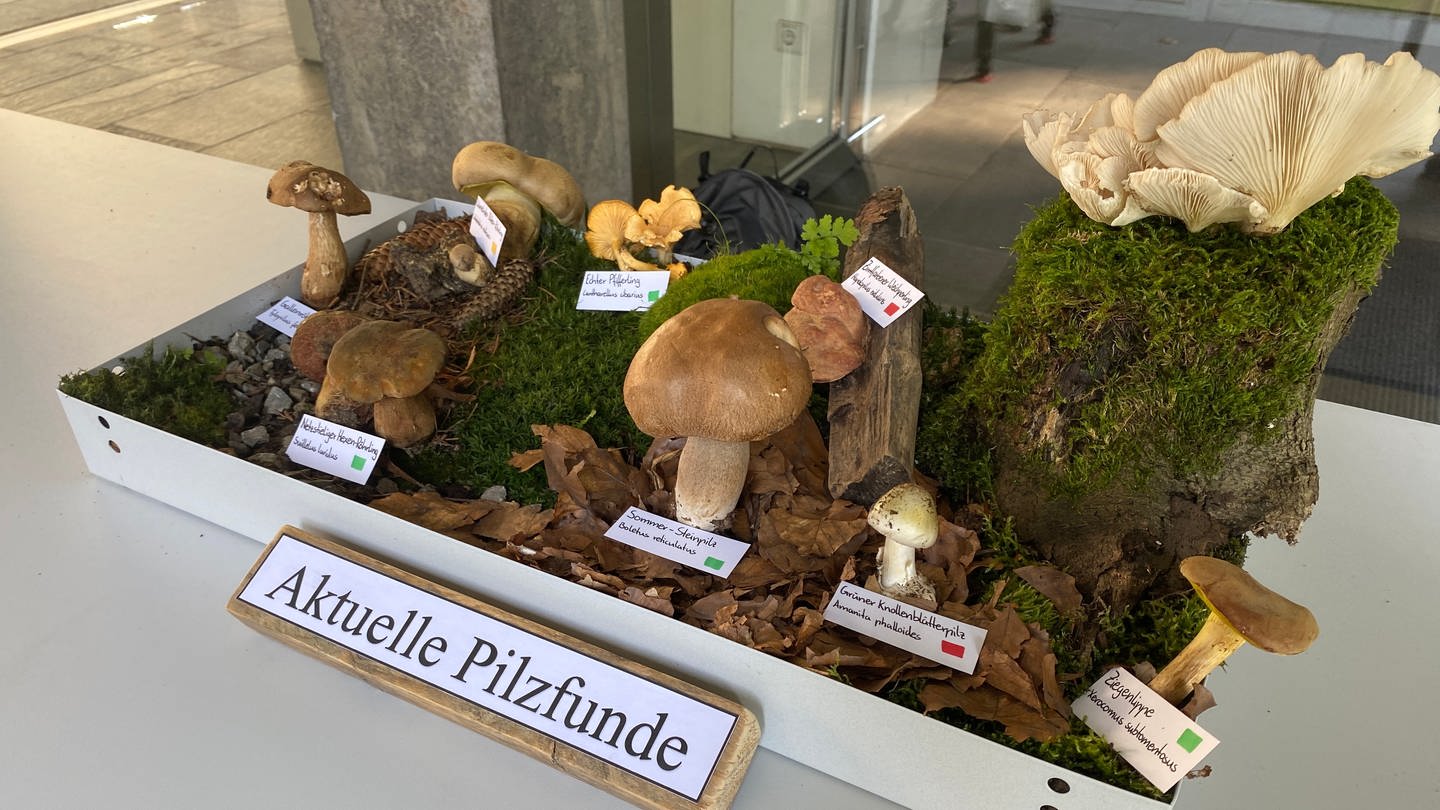 Viele Pilze sind jetzt schon im Wald bei Karlsruhe zu finden. Das freut Pilzsammler, aber um auf Nummer sicher zu gehen, bringen sie ihre Beute zur Pilzberatung am Naturkundemuseum.