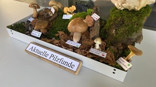 Viele Pilze sind jetzt schon im Wald bei Karlsruhe zu finden. Das freut Pilzsammler, aber um auf Nummer sicher zu gehen, bringen sie ihre Beute zur Pilzberatung am Naturkundemuseum.