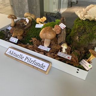 Viele Pilze sind jetzt schon im Wald bei Karlsruhe zu finden. Das freut Pilzsammler, aber um auf Nummer sicher zu gehen, bringen sie ihre Beute zur Pilzberatung am Naturkundemuseum.