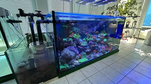 Im Labor bei Pforzheim gibt es für die Korallen viele Aquarien. Das Schaubecken ist das schönste.