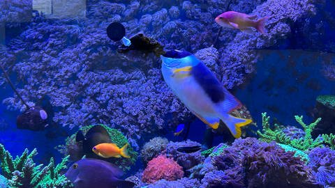 Fütterungszeit: Die Fische im Aquarium helfen mit, im Becken optimale Bedingungen für die Korallen zu schaffen.