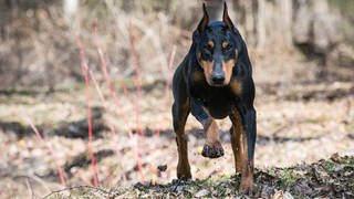 Symbolbild: Ein Dobermann rennt im Wald