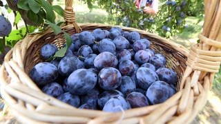 Bühler Zwetschgen liegen in einem Korb in einem Obstgarten